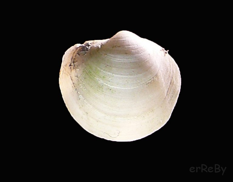 Anodontia fragilis.(Philippi, 1836).JPG